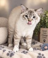 Castiel, Adopted, Young Male Siamese.