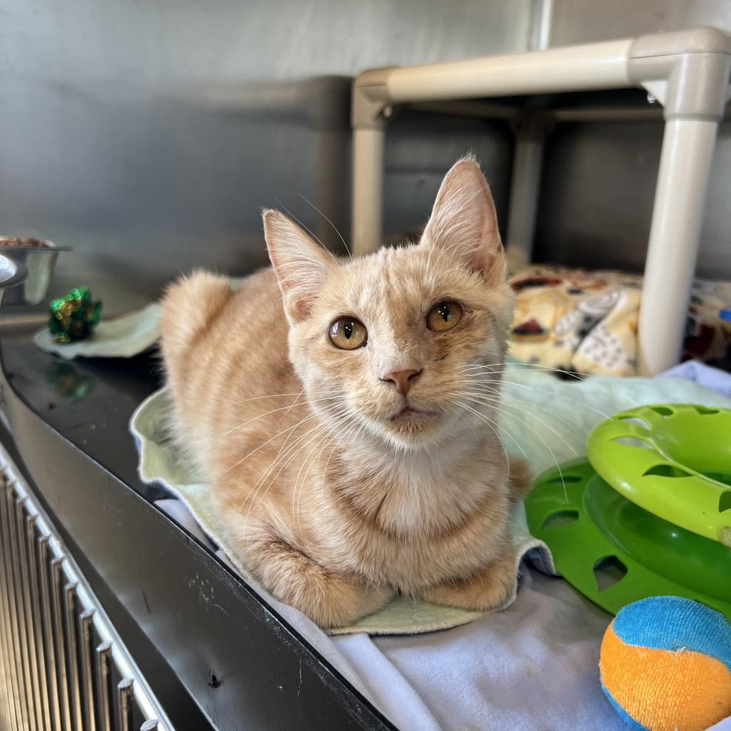 Cashew, Adoptable, Young Male Domestic Short Hair.