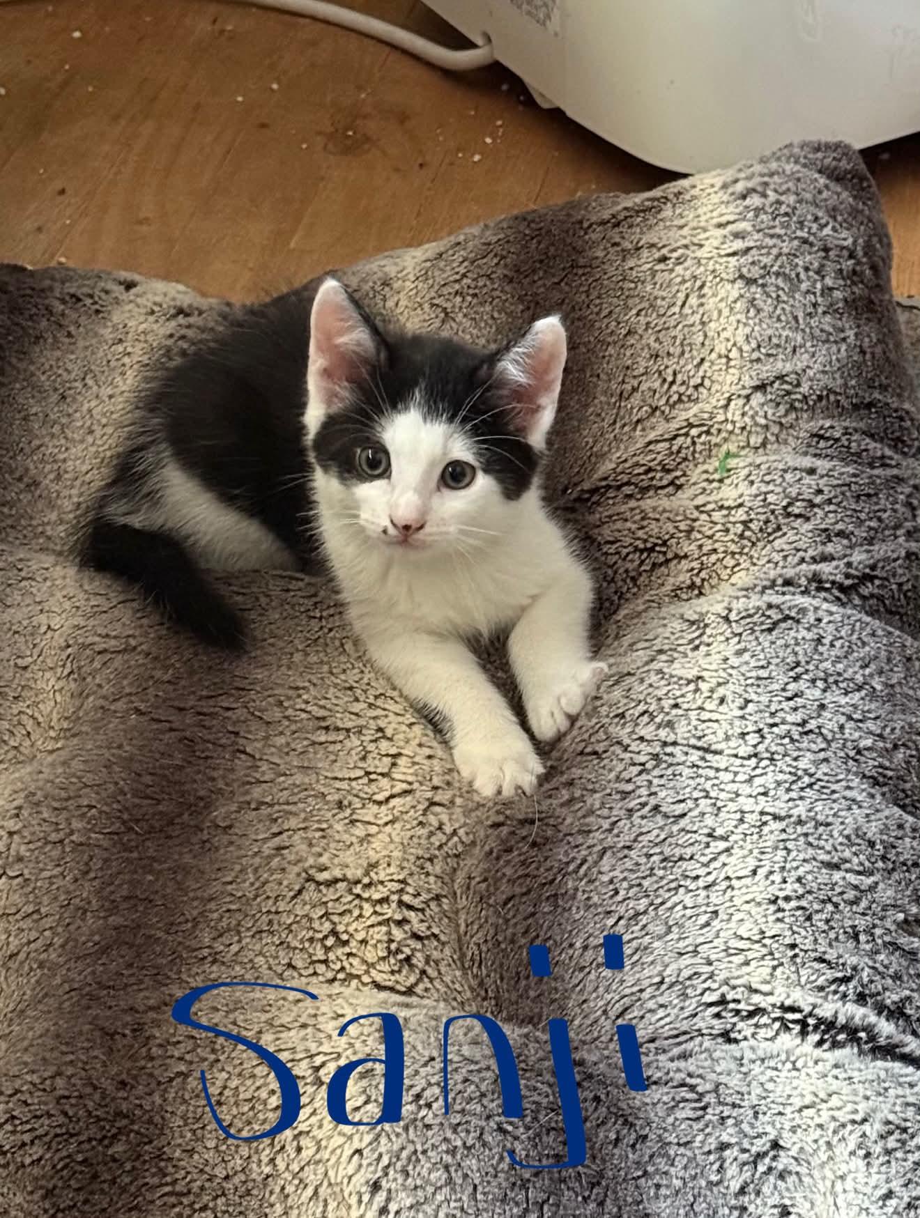 Sami, Adoptable, Kitten Male Domestic Short Hair.