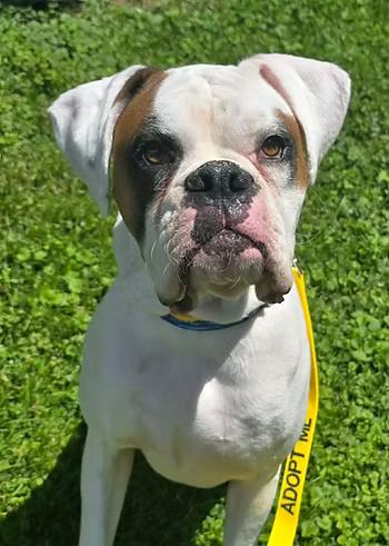 Enlarge Mr. Calvin, an adopted mixed breed in Racine, WI image 3/3