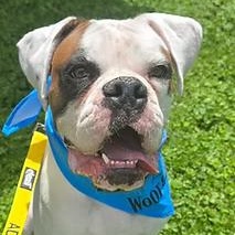 Mr. Calvin, adopted, Adult Male Boxer.