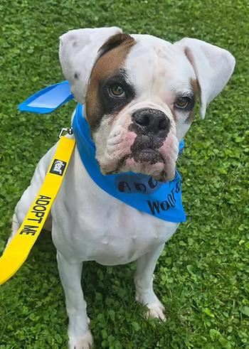 Enlarge Mr. Calvin, an adopted mixed breed in Racine, WI image 2/3