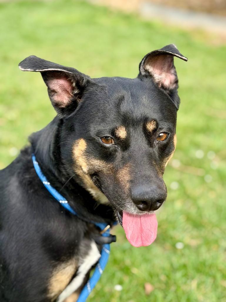 BEAR, Adoptable, Adult Male Terrier.