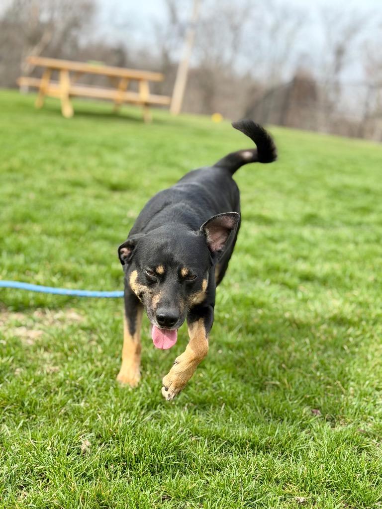 Enlarge BEAR, a Adoptable Terrier in Wintersville, OH image 2/6
