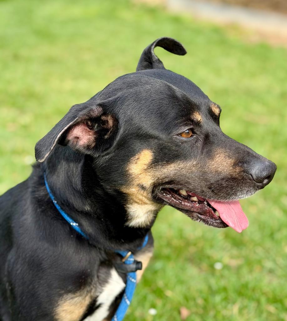 Enlarge BEAR, a Adoptable Terrier in Wintersville, OH image 3/6
