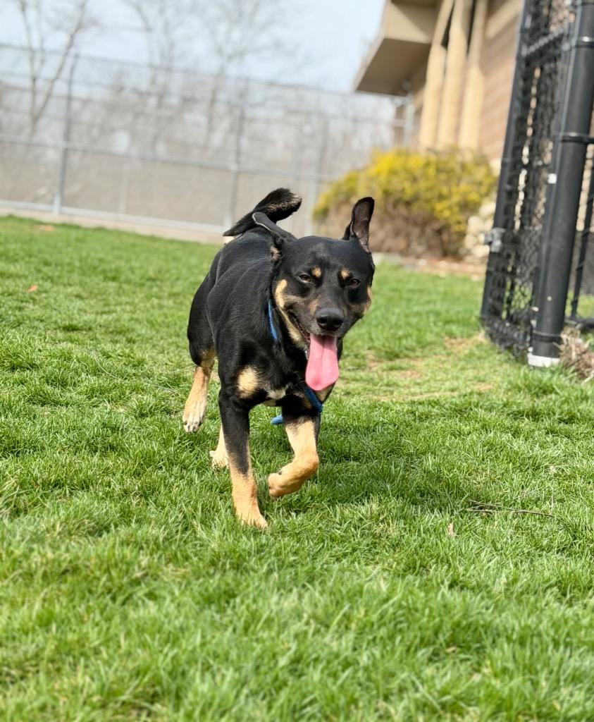 Enlarge BEAR, a Adoptable Terrier in Wintersville, OH image 4/6
