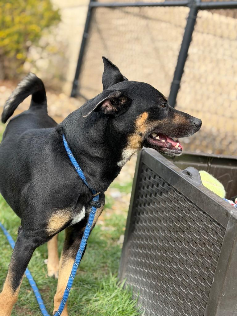 Enlarge BEAR, a Adoptable Terrier in Wintersville, OH image 5/6