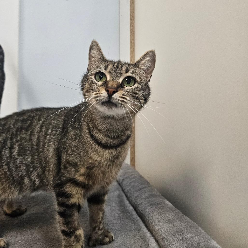 Rosemary, a Adoptable Domestic Short Hair in Conway, NH image 1/4