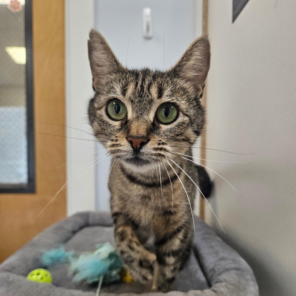 Rosemary, a Adoptable Domestic Short Hair in Conway, NH image 2/4