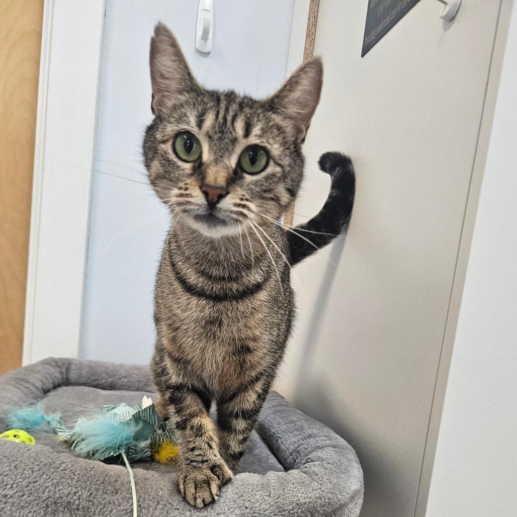 Rosemary, a Adoptable Domestic Short Hair in Conway, NH image 3/4