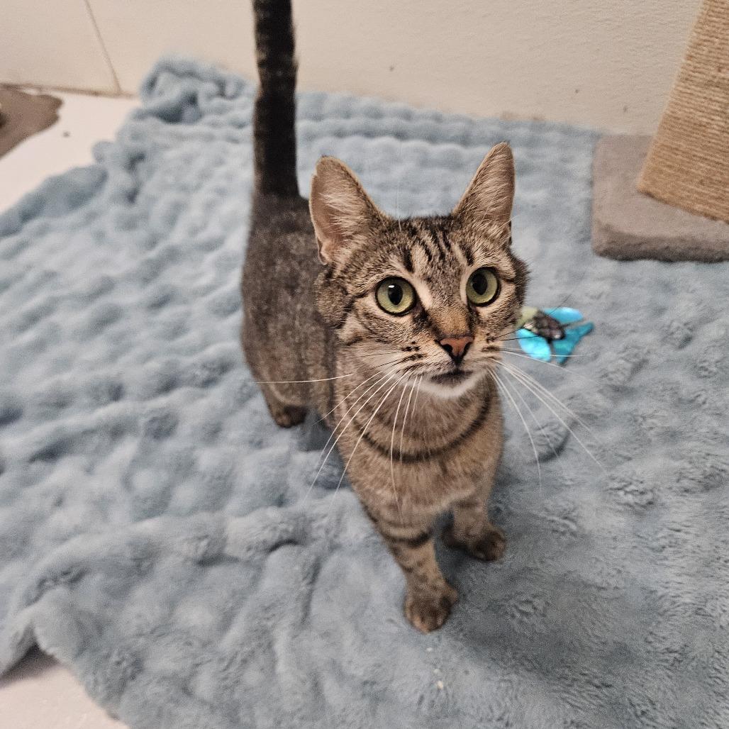 Rosemary, Adoptable, Adult Female Domestic Short Hair.