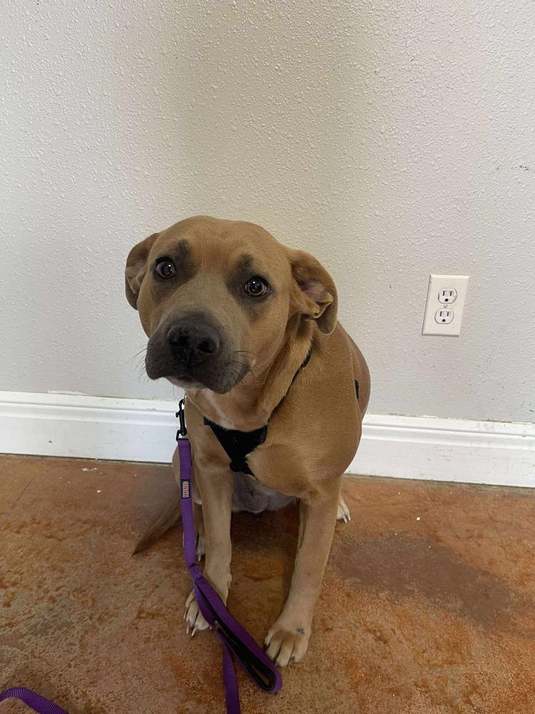 Enlarge Pumpkinn, a Adoptable mixed breed in Bolivar, MO image 1/3