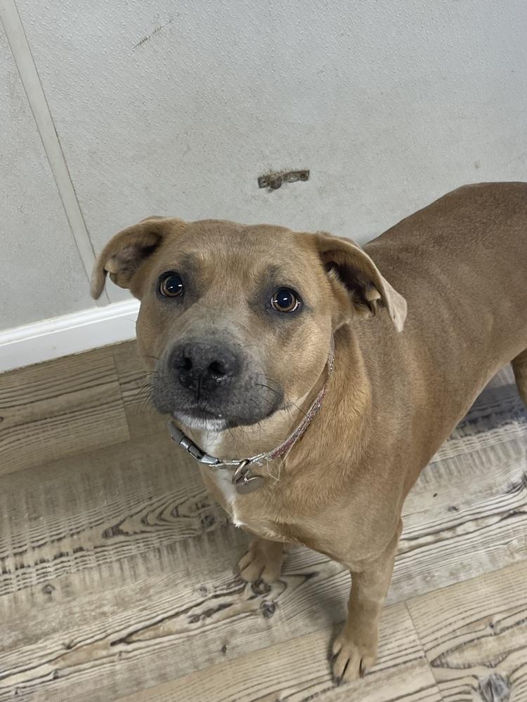 Enlarge Pumpkinn, a Adoptable mixed breed in Bolivar, MO image 2/3