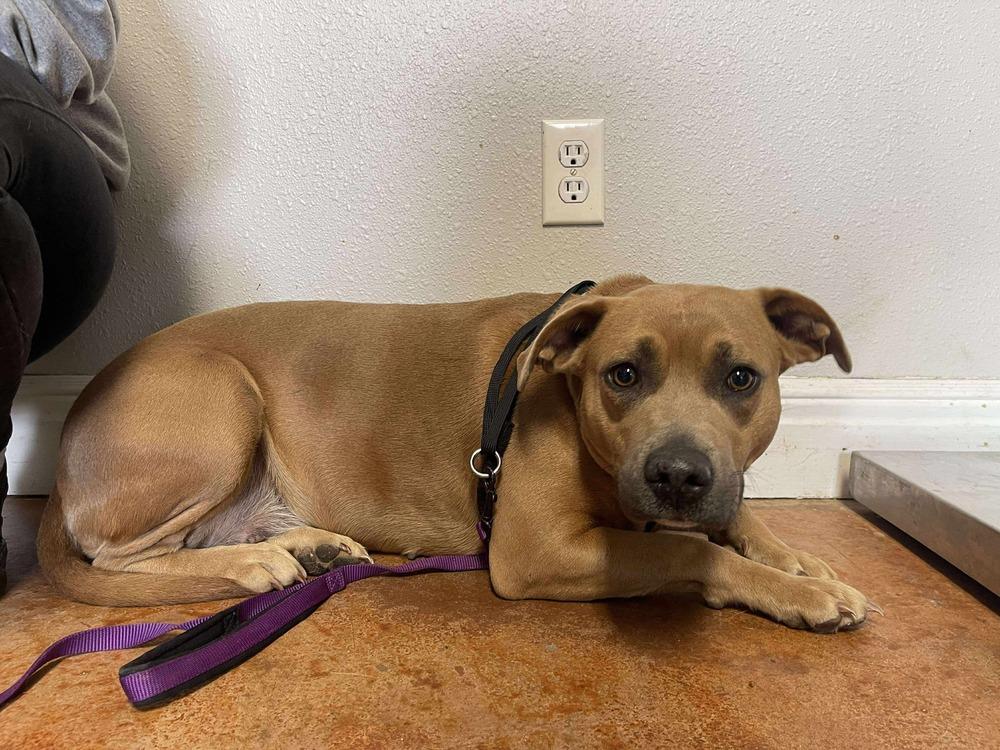 Enlarge Pumpkinn, a Adoptable mixed breed in Bolivar, MO image 3/3