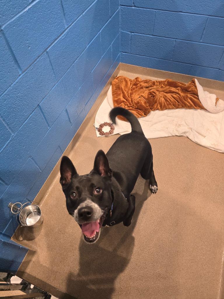 Hendrix, a Adoptable mixed breed in North Syracuse, NY image 1/5