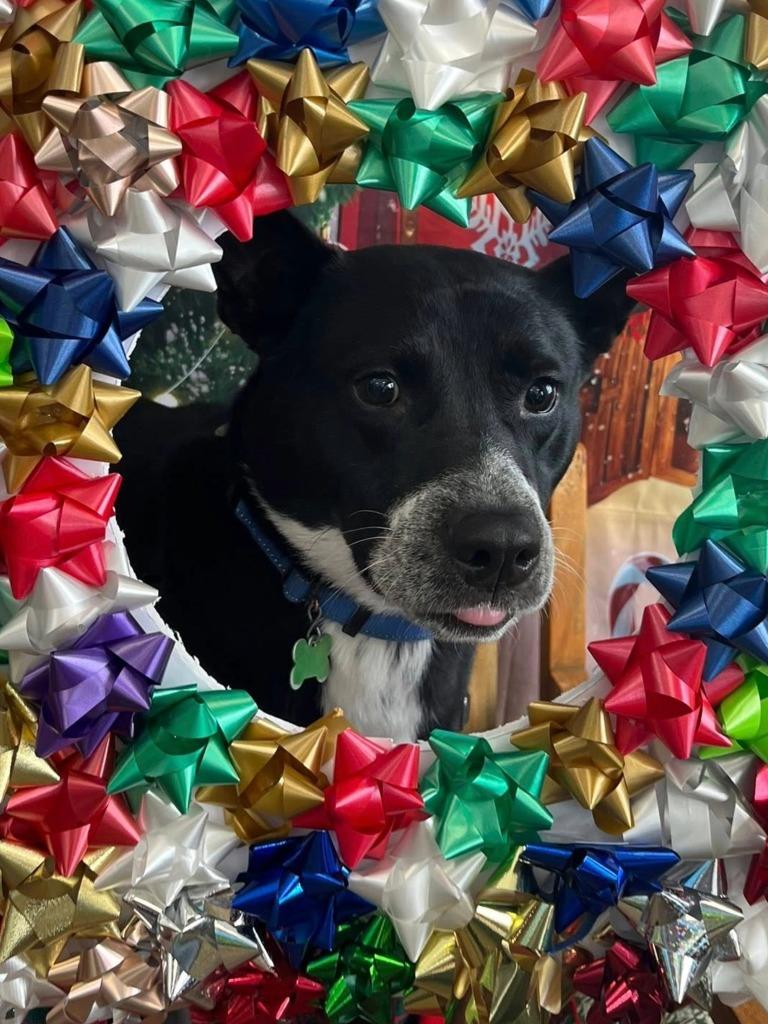 Hendrix, a Adoptable mixed breed in North Syracuse, NY image 2/5