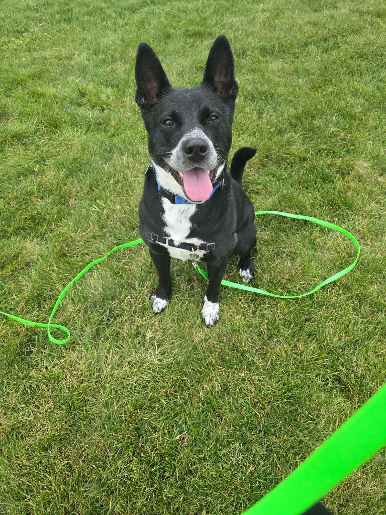 Hendrix, a Adoptable mixed breed in North Syracuse, NY image 3/5