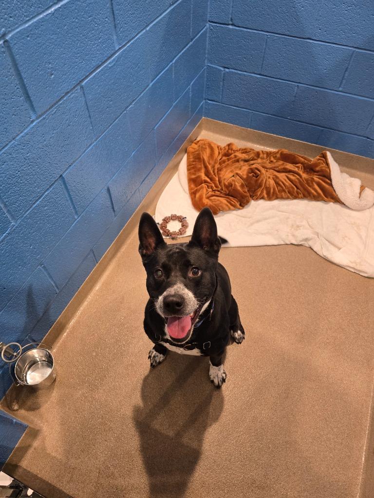 Hendrix, a Adoptable mixed breed in North Syracuse, NY image 4/5