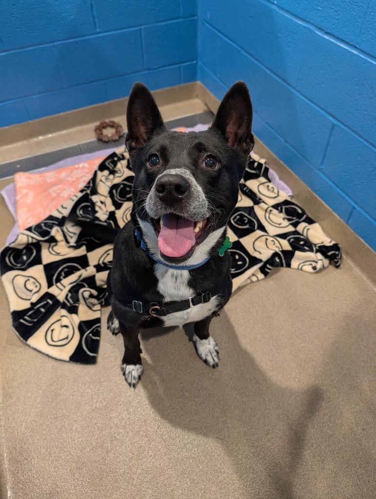 Hendrix, a Adoptable mixed breed in North Syracuse, NY image 5/5