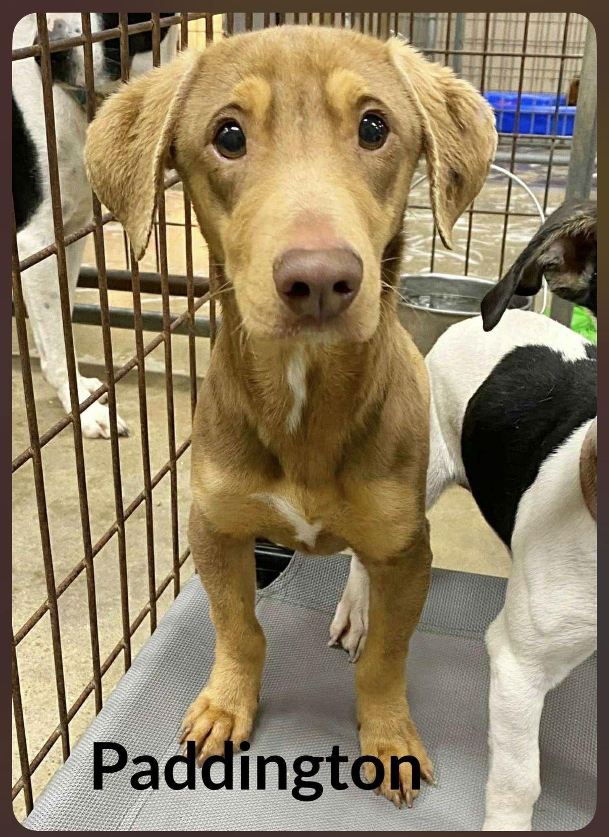 Paddington Peapod, Adoptable, Young Male Dachshund.