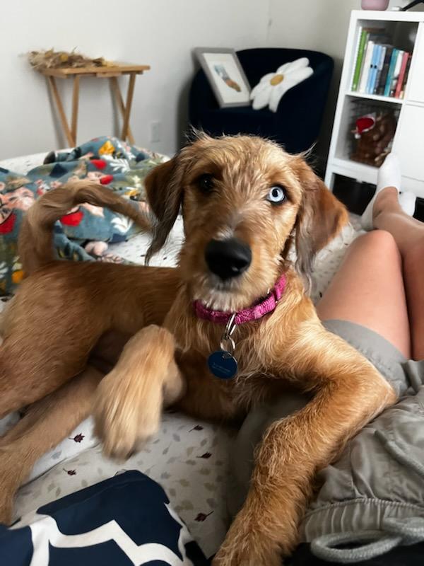 Shimmer, a Adoptable mixed breed in Pasadena, CA image 1/6