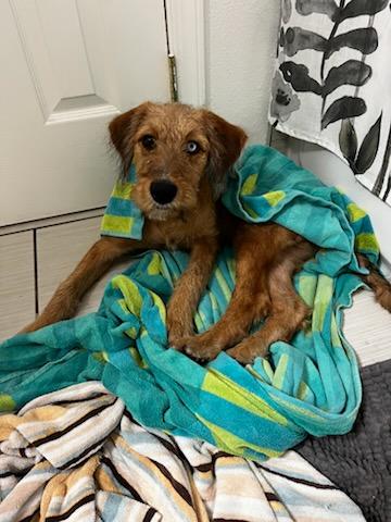 Shimmer, a Adoptable mixed breed in Pasadena, CA image 5/6