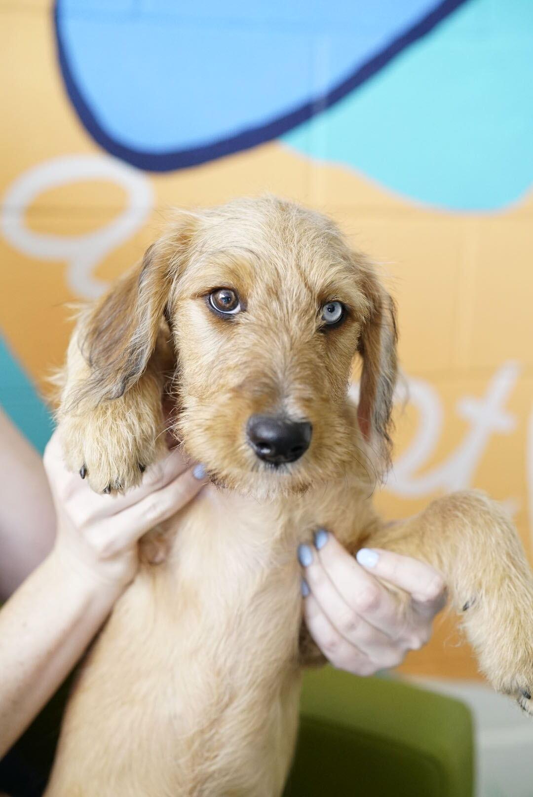 Shimmer, a Adoptable mixed breed in Pasadena, CA image 3/6