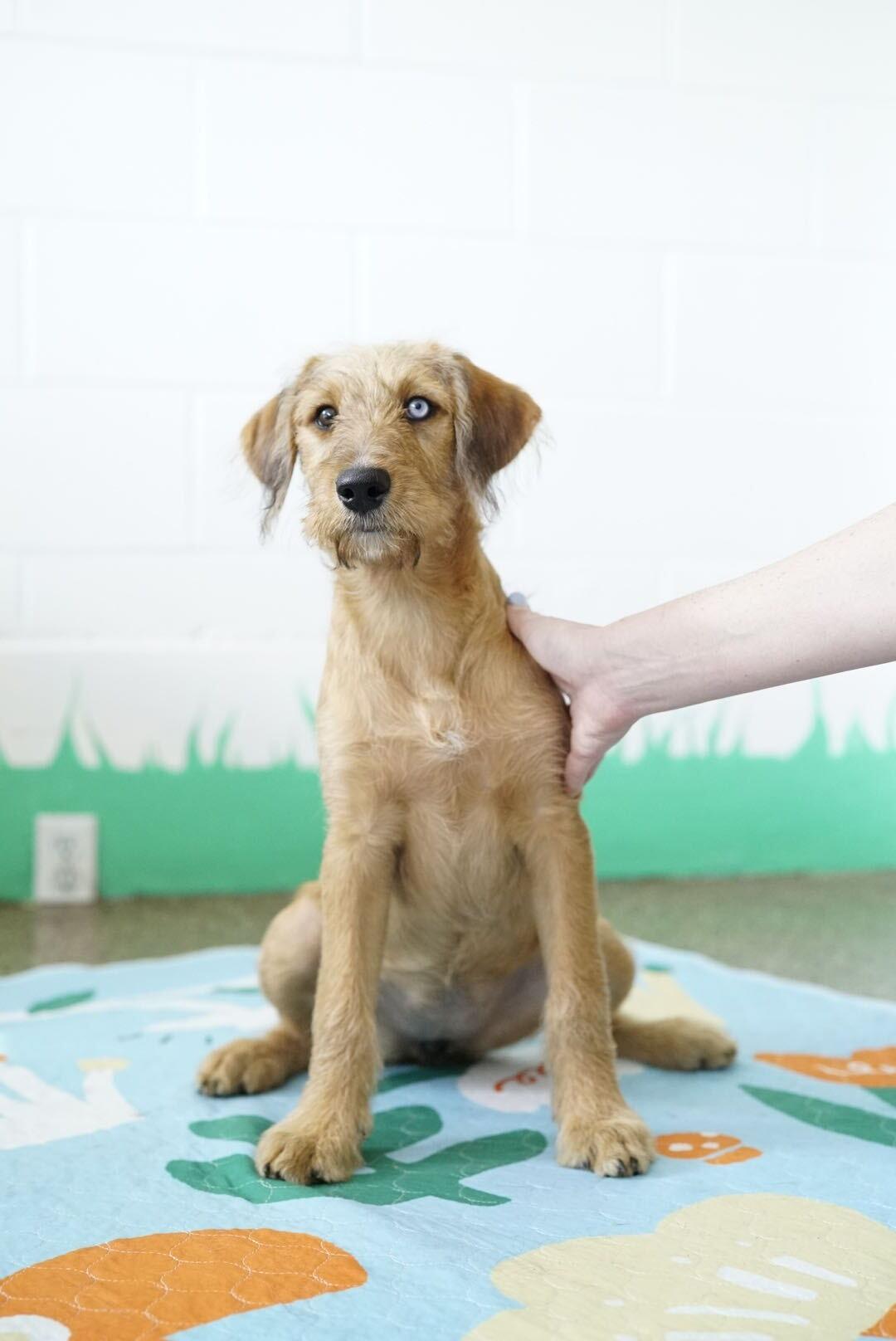 Shimmer, a Adoptable mixed breed in Pasadena, CA image 2/6