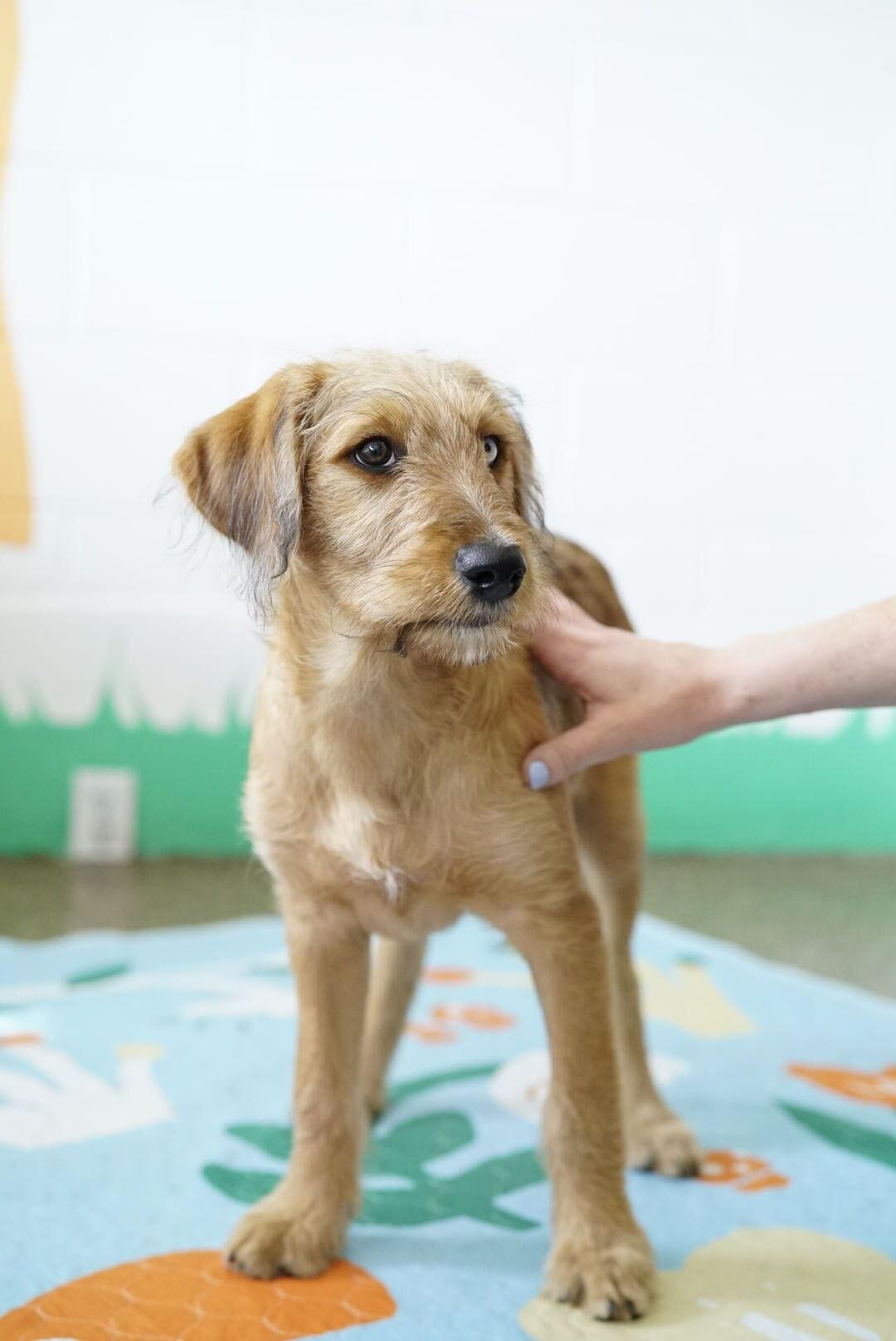 Shimmer, a Adoptable mixed breed in Pasadena, CA image 4/6