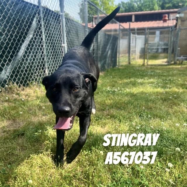 STINGRAY, Adoptable, Young Male Labrador Retriever & Mixed Breed.