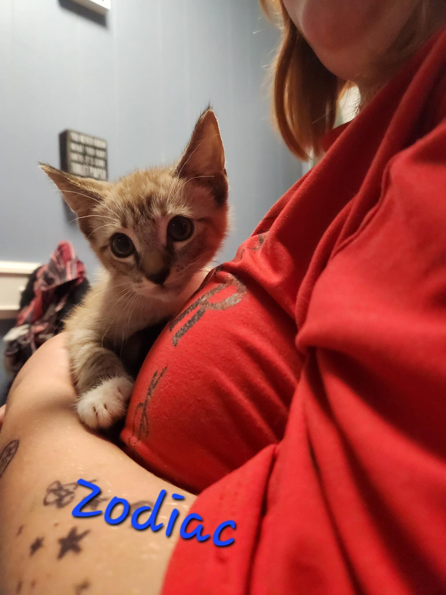 Zodiac, Baby Male Domestic Short Hair