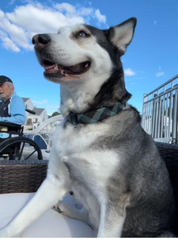 Suki
