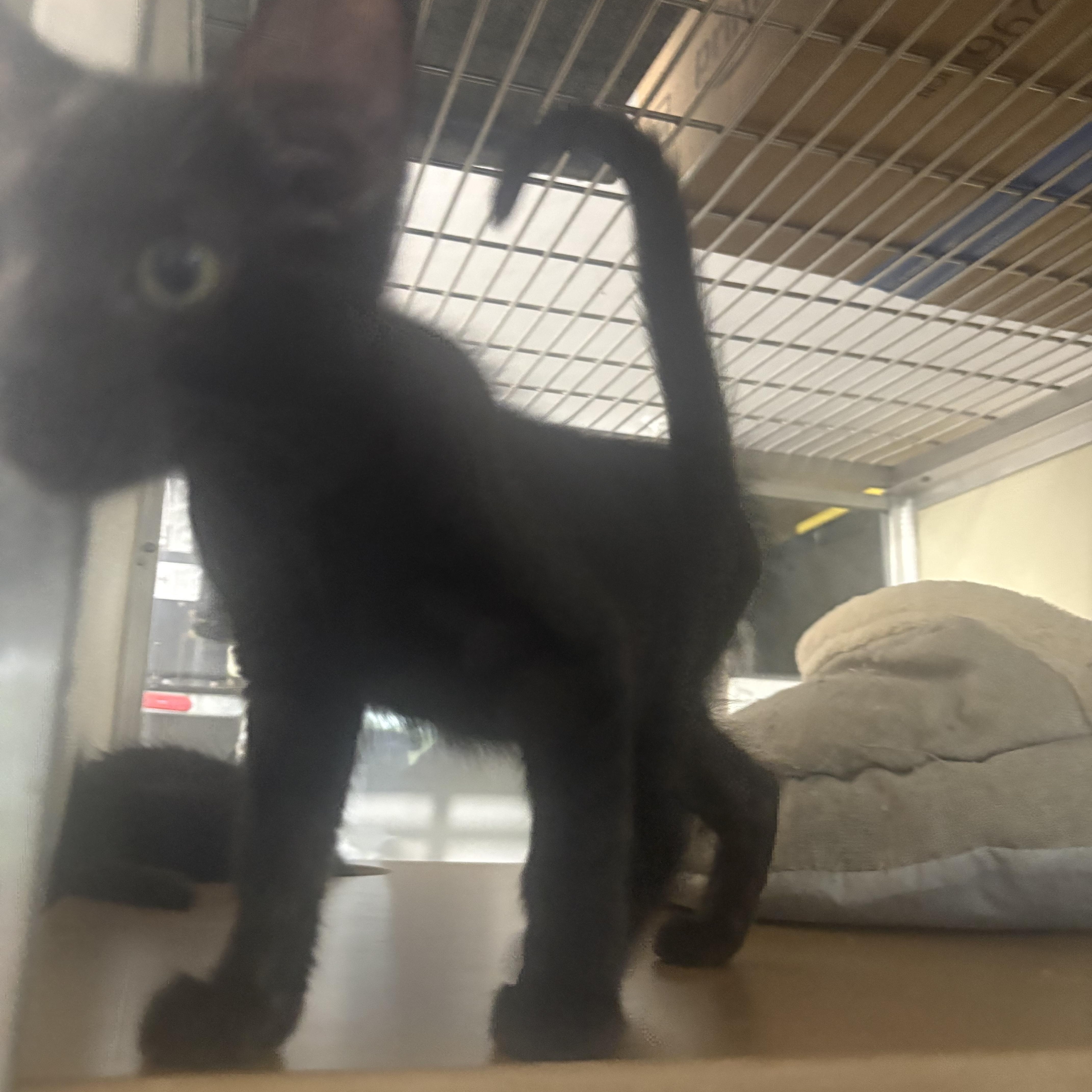 Stanley, adopted, Kitten Male Domestic Short Hair.