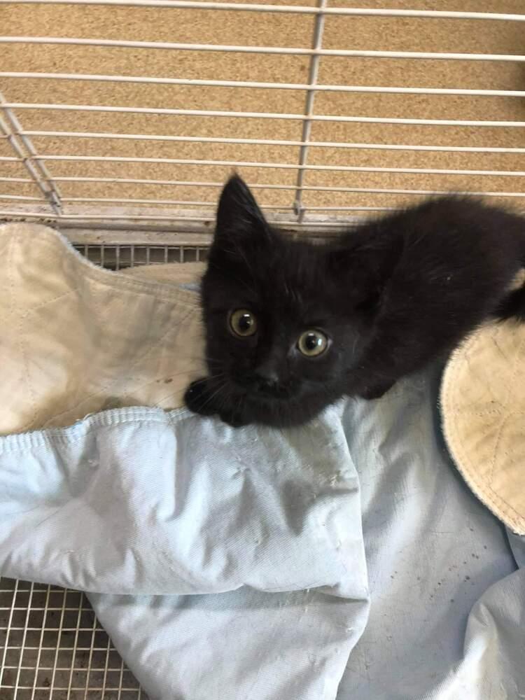 Enlarge Grimm, a Adopted Domestic Short Hair in Richmond, IN image 1/1