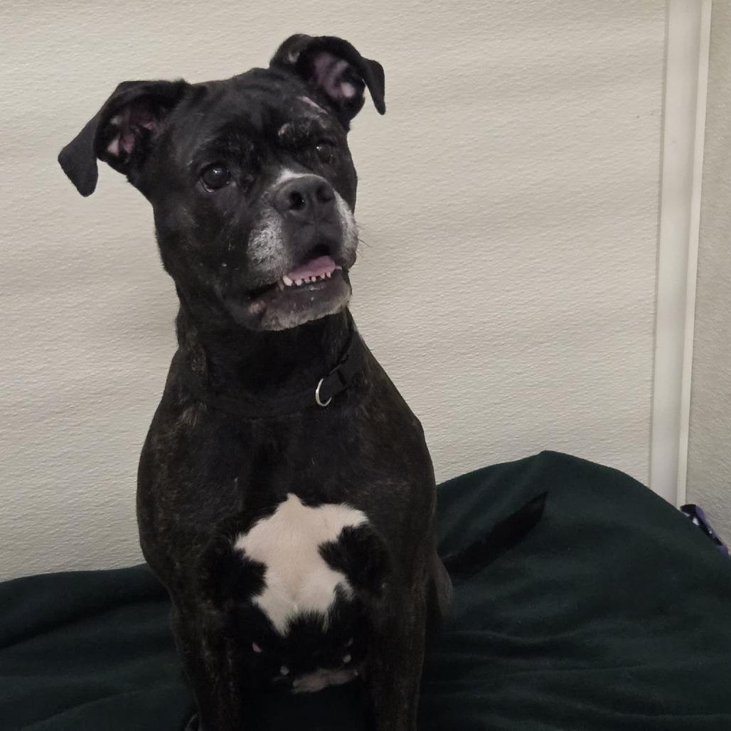 Enlarge Gypsy, a Adoptable mixed breed in Ballston Spa, NY image 1/1