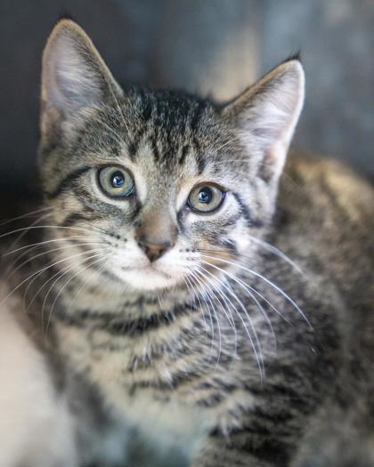 (Shyla), Adoptable, Kitten Female Domestic Short Hair & Domestic Short Hair.