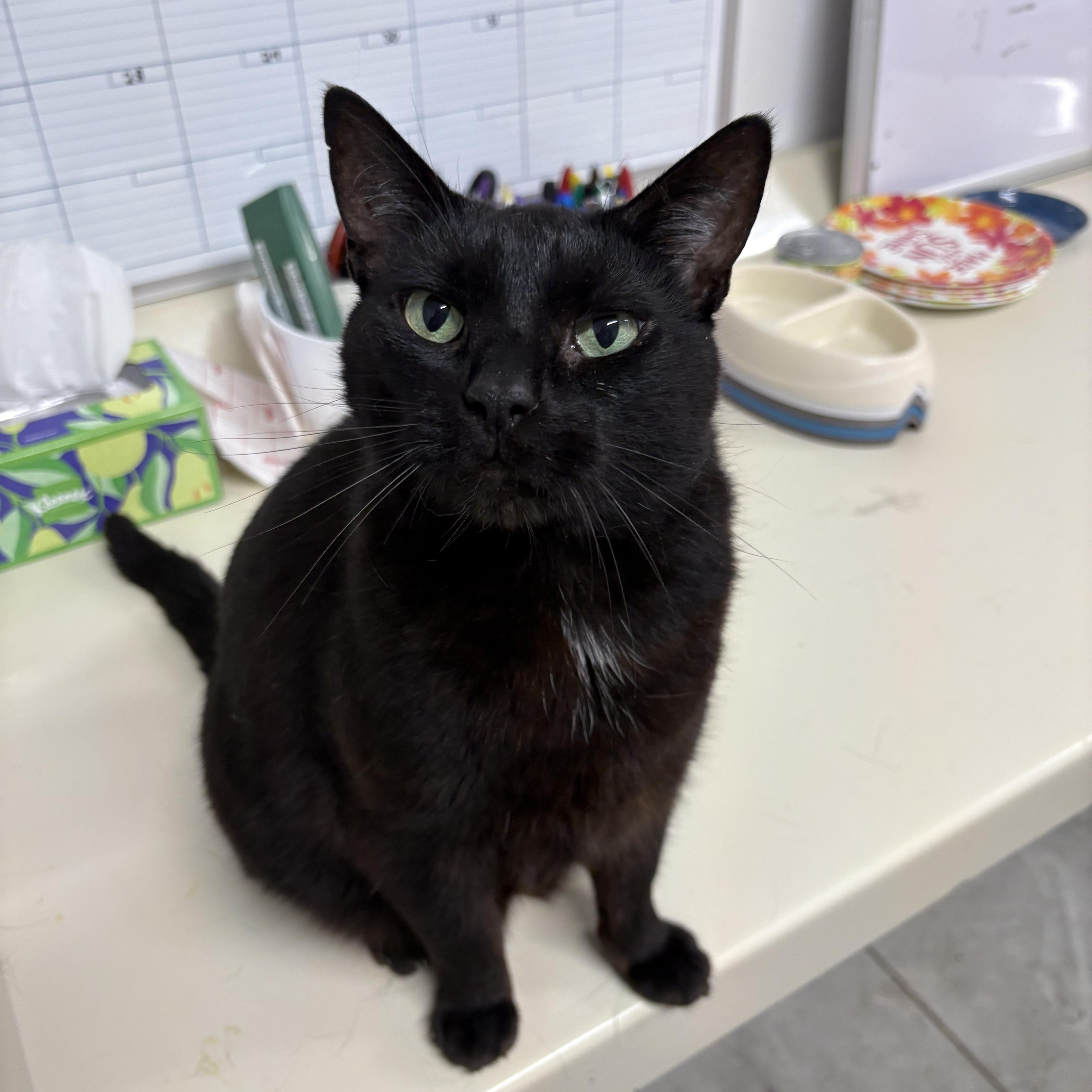 Atreyu, adoptable, Senior Male Domestic Short Hair.
