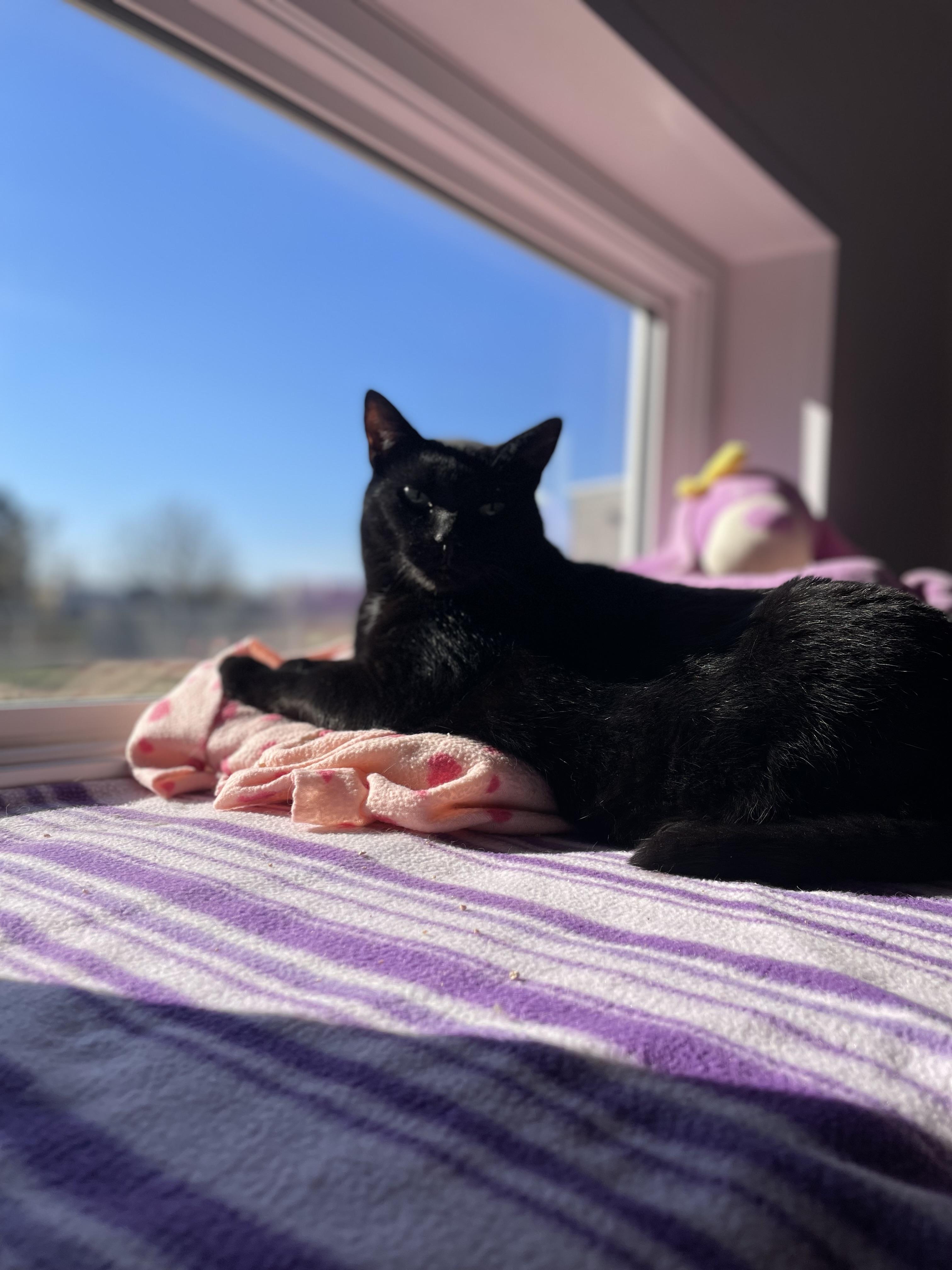 Enlarge Atreyu, an adoptable Domestic Short Hair in Stockbridge, MI image 2/3