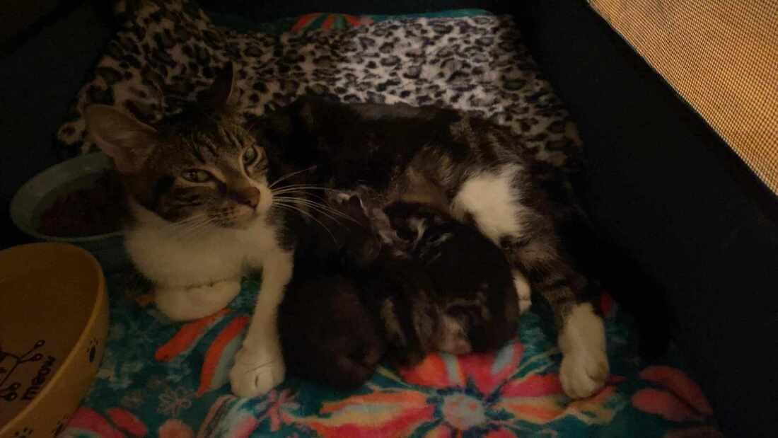 Mama Loofah, Adoptable, Adult Female Domestic Short Hair.