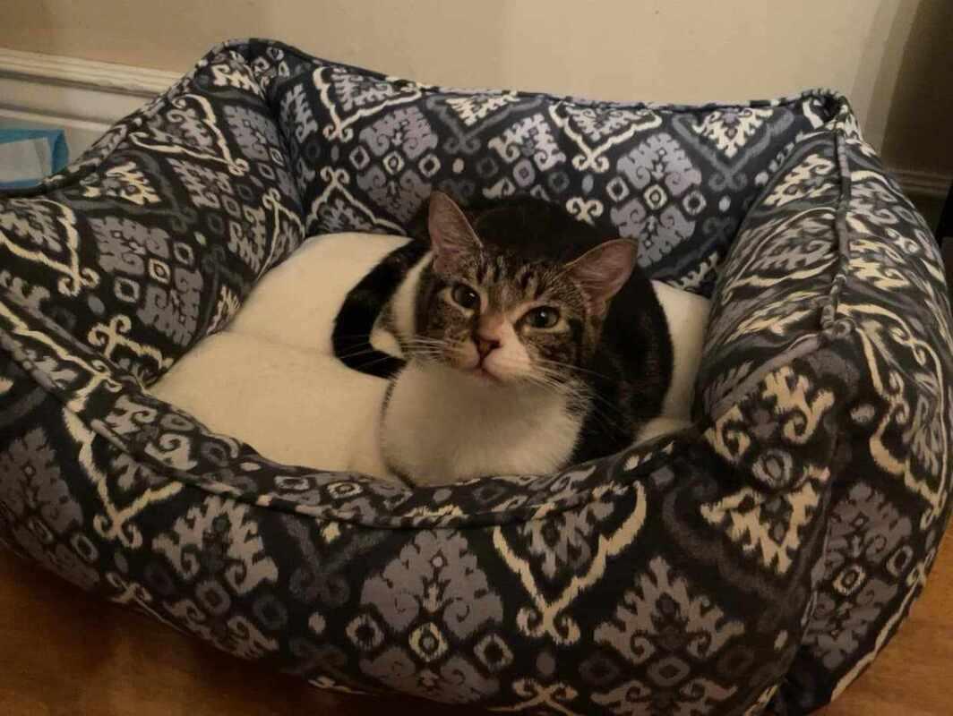 Enlarge Mama Loofah, a Adoptable Domestic Short Hair in Kalamazoo, MI image 2/3