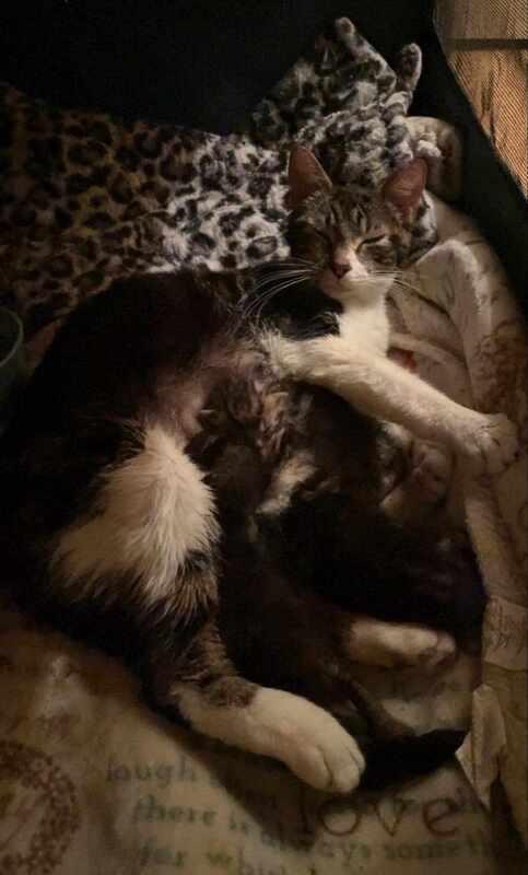 Enlarge Mama Loofah, a Adoptable Domestic Short Hair in Kalamazoo, MI image 3/3