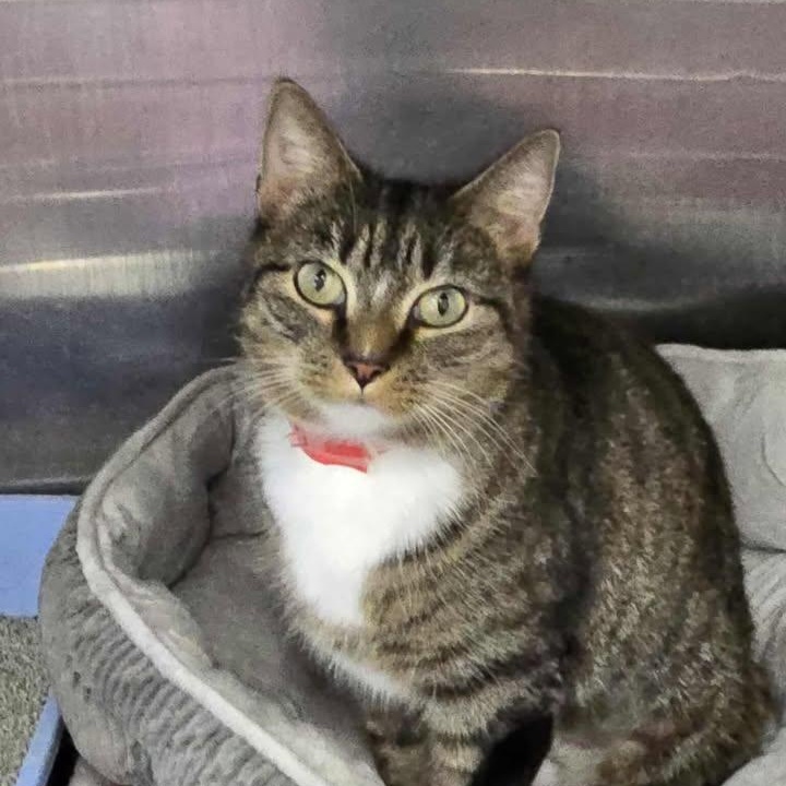 Jazzy, ADOPTABLE, Adult Female Domestic Short Hair.