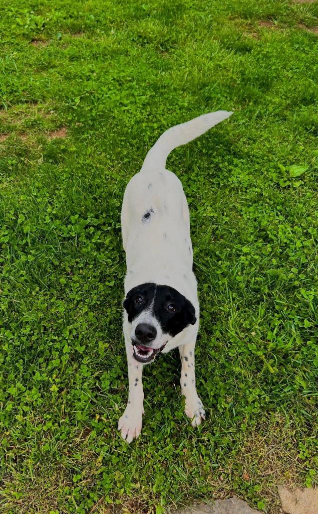 Poptart, a Adoptable mixed breed in Burnsville, NC image 6/6