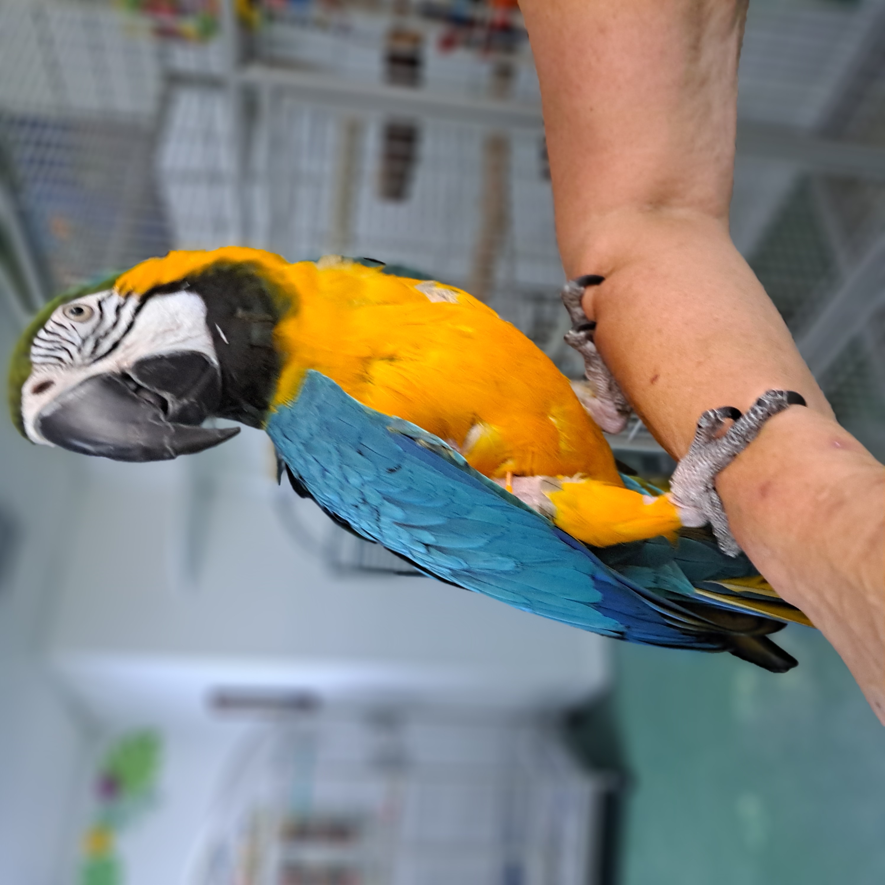 Harley, Adopted, Adult Unknown Macaw.