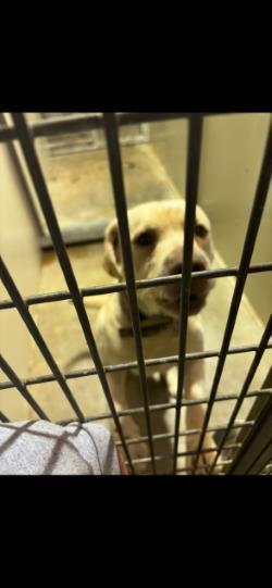 Enlarge Max, a Adoptable Labrador Retriever in Harrisonville, MO image 1/1