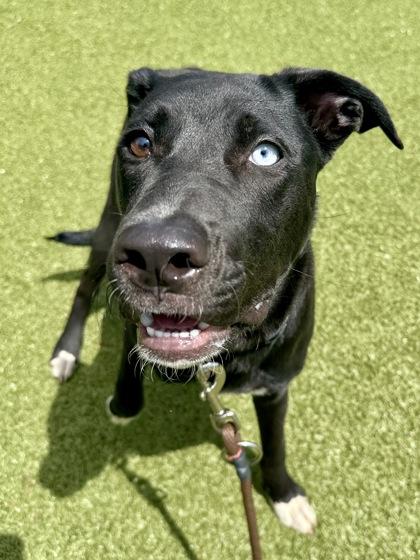 Enlarge Rapscallion, a Adoptable mixed breed in Wichita, KS image 1/3