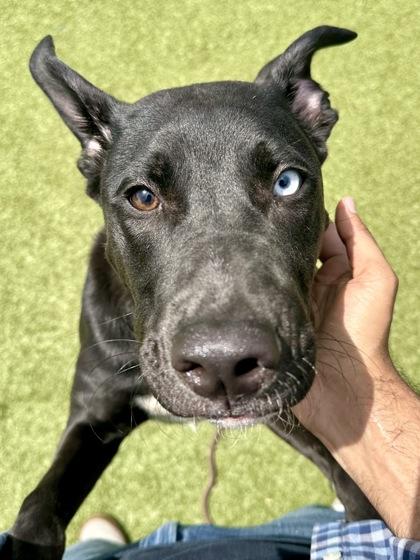 Enlarge Rapscallion, a Adoptable mixed breed in Wichita, KS image 2/3