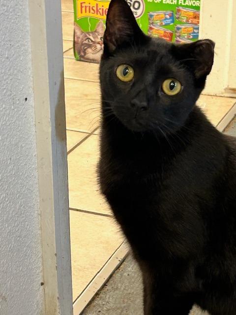 Enlarge Priscilla (aka Prissy), a Adoptable mixed breed in Grand Junction, CO image 1/1