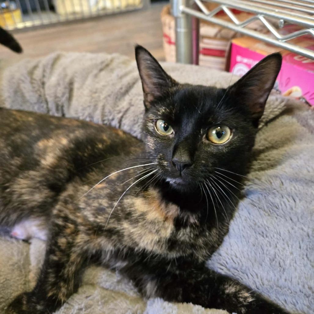 Tilly, Adoptable, Adult Female Domestic Short Hair.