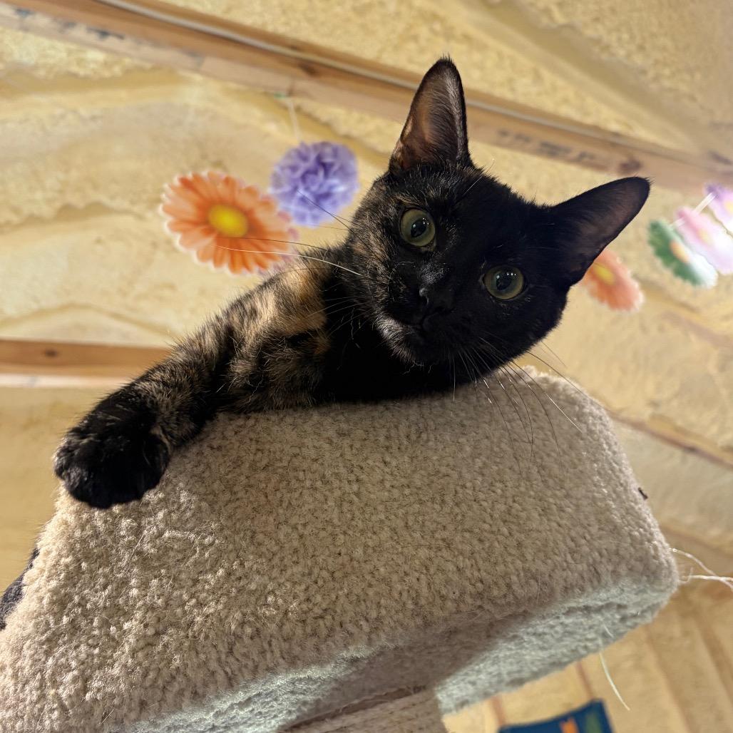 Enlarge Tilly, a Adoptable Domestic Short Hair in Park Falls, WI image 2/2